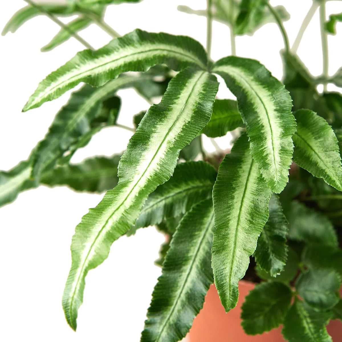 Bird's Foot Fern 'Albolineata'