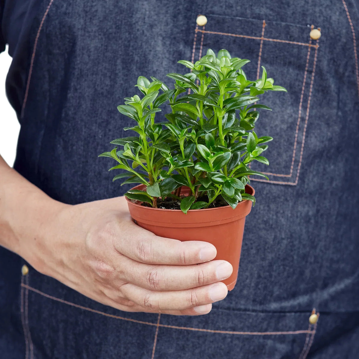 Goldfish plant