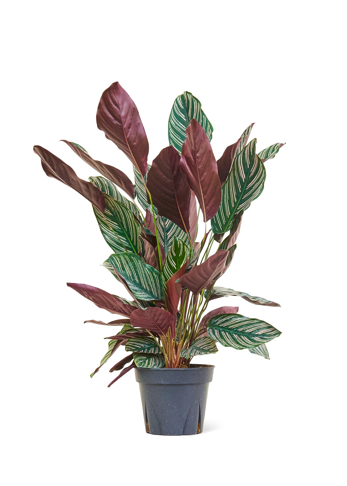 Striped Calathea