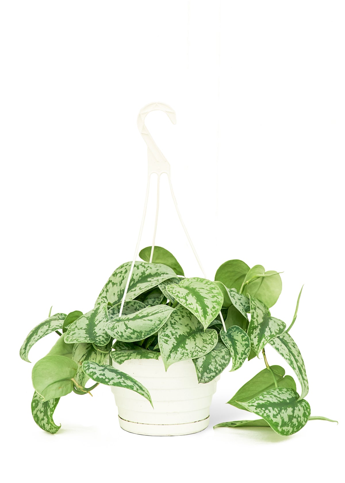 Silver Pothos 'Exotica'