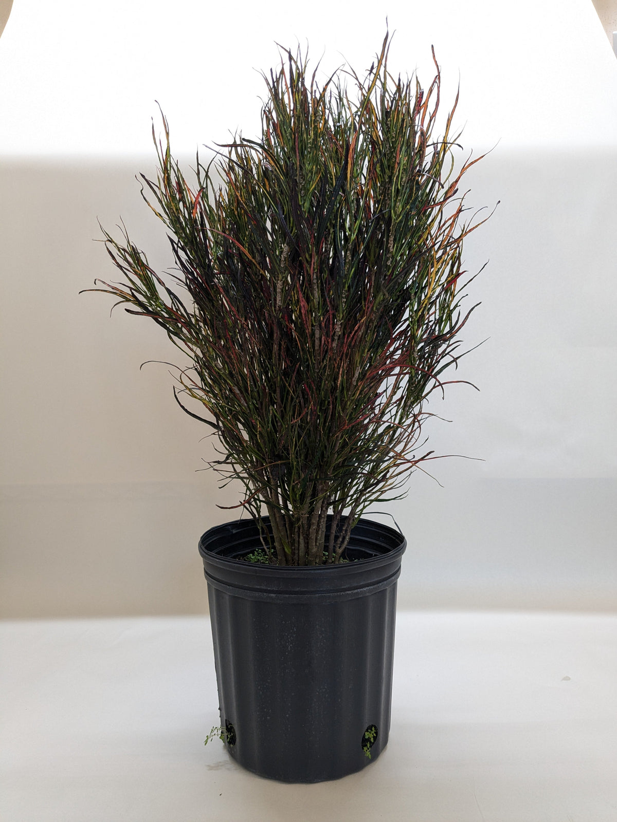 Croton 'Picasso's paintbrush'
