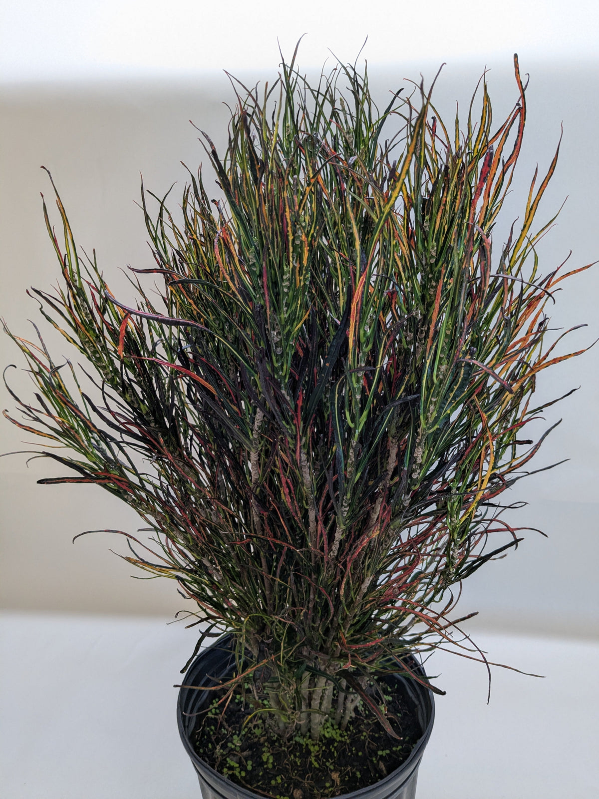 Croton 'Picasso's paintbrush'