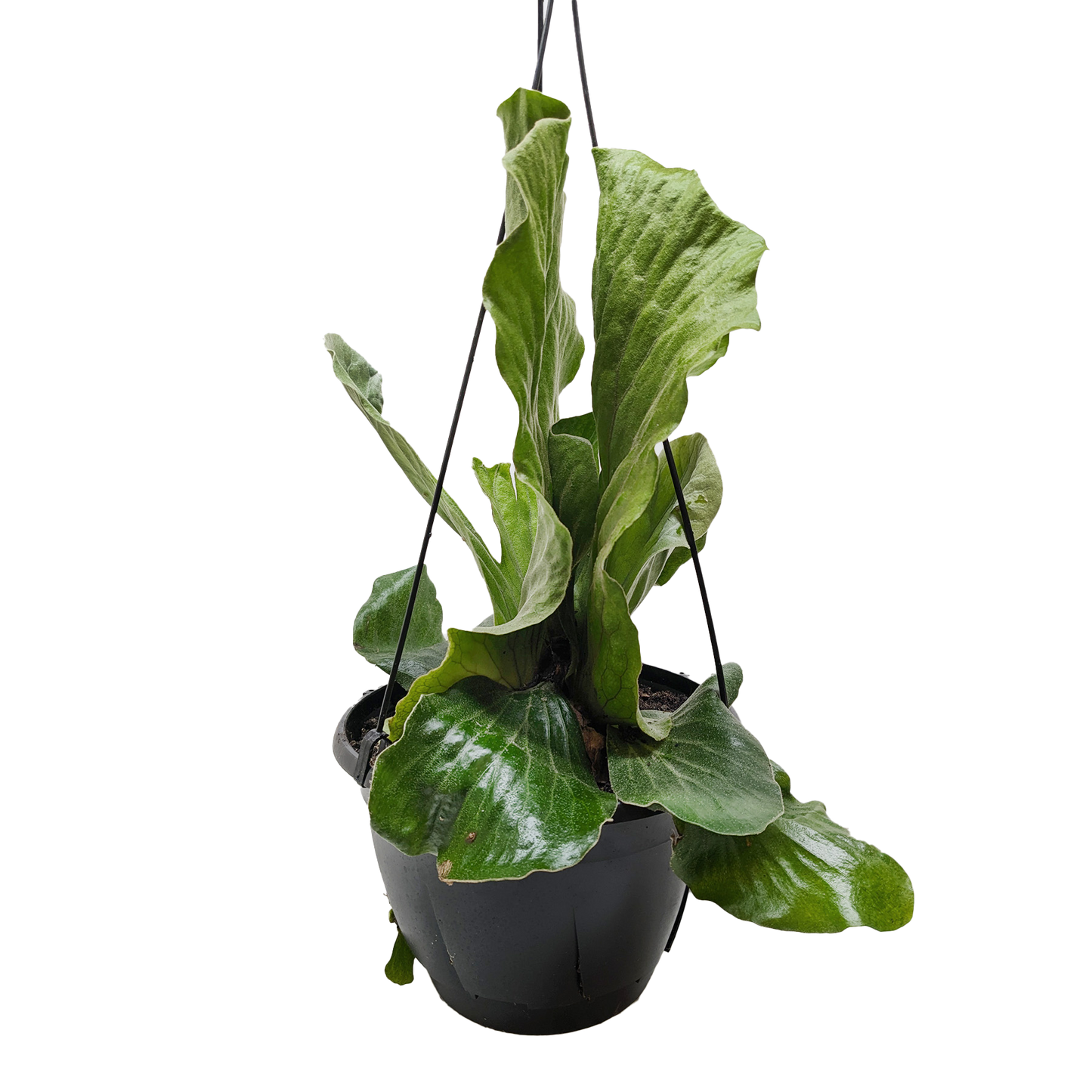 Cabbage Fern
