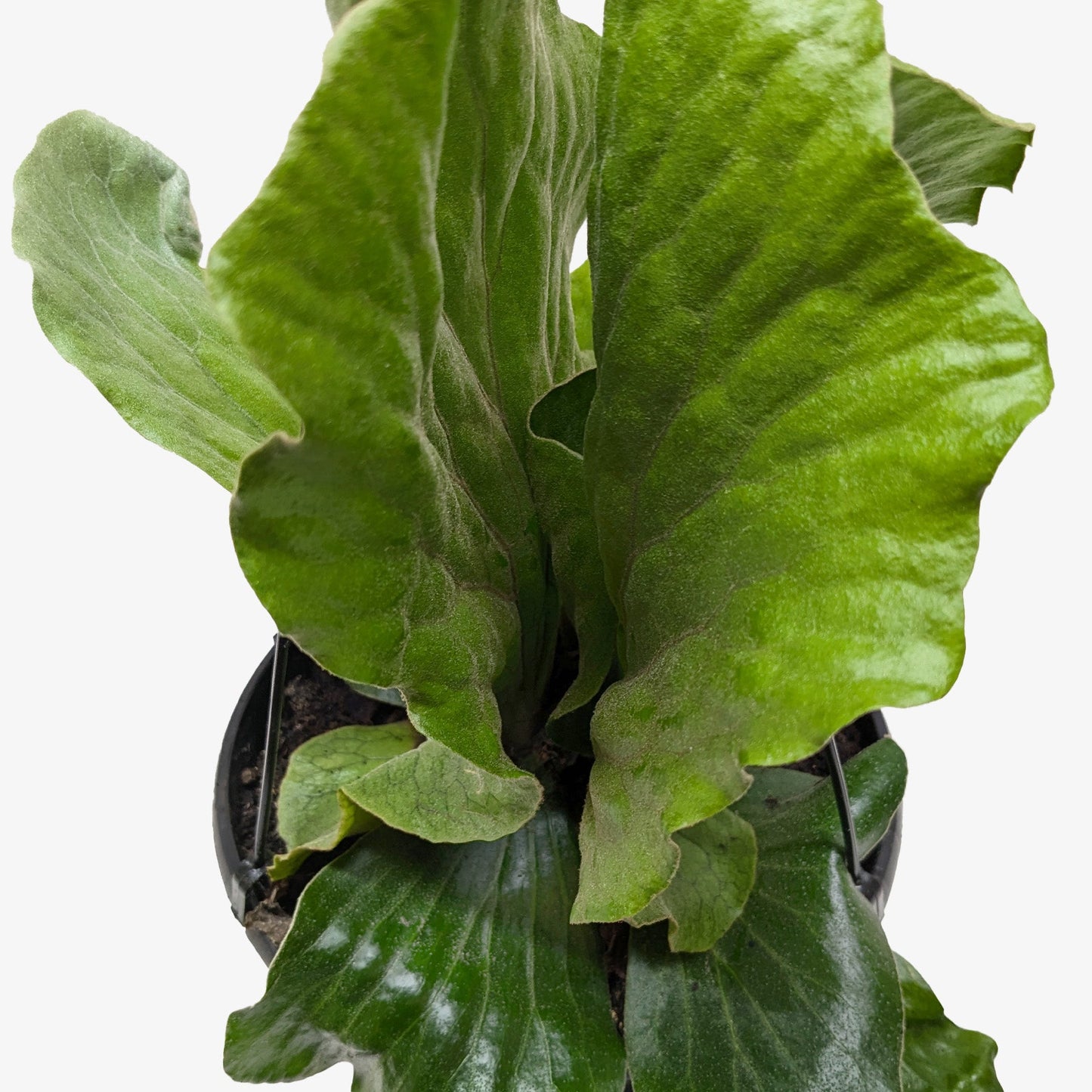 Cabbage Fern