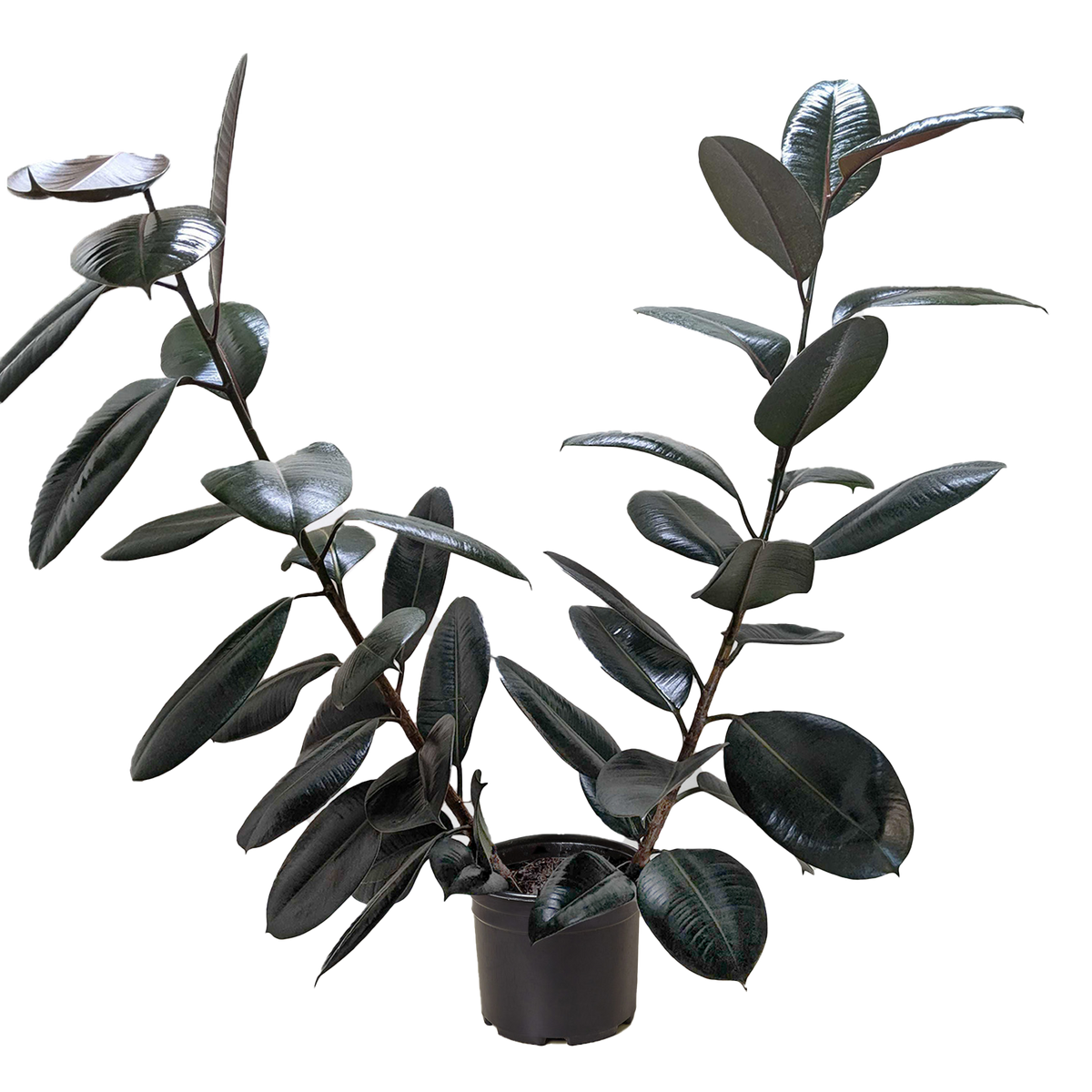 Rubber plant 'Burgundy'