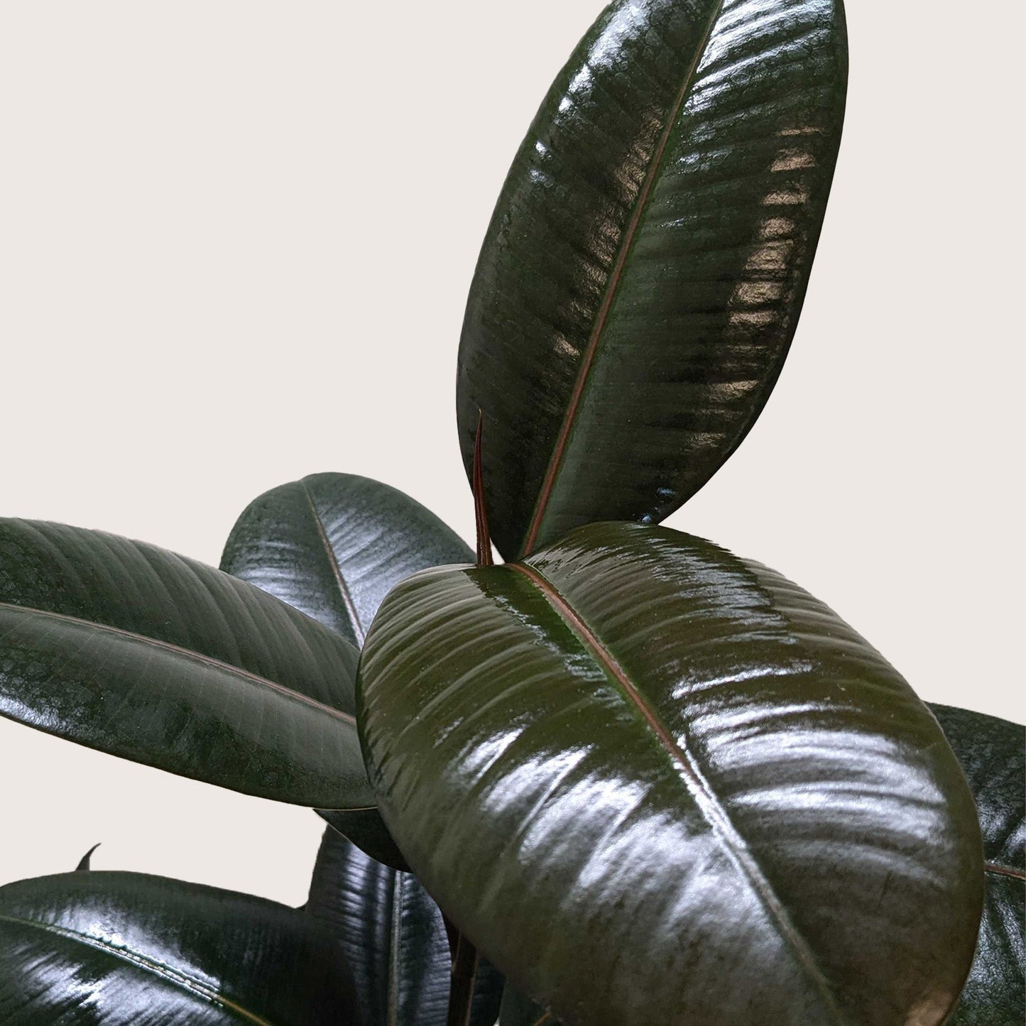 Rubber plant 'Burgundy'