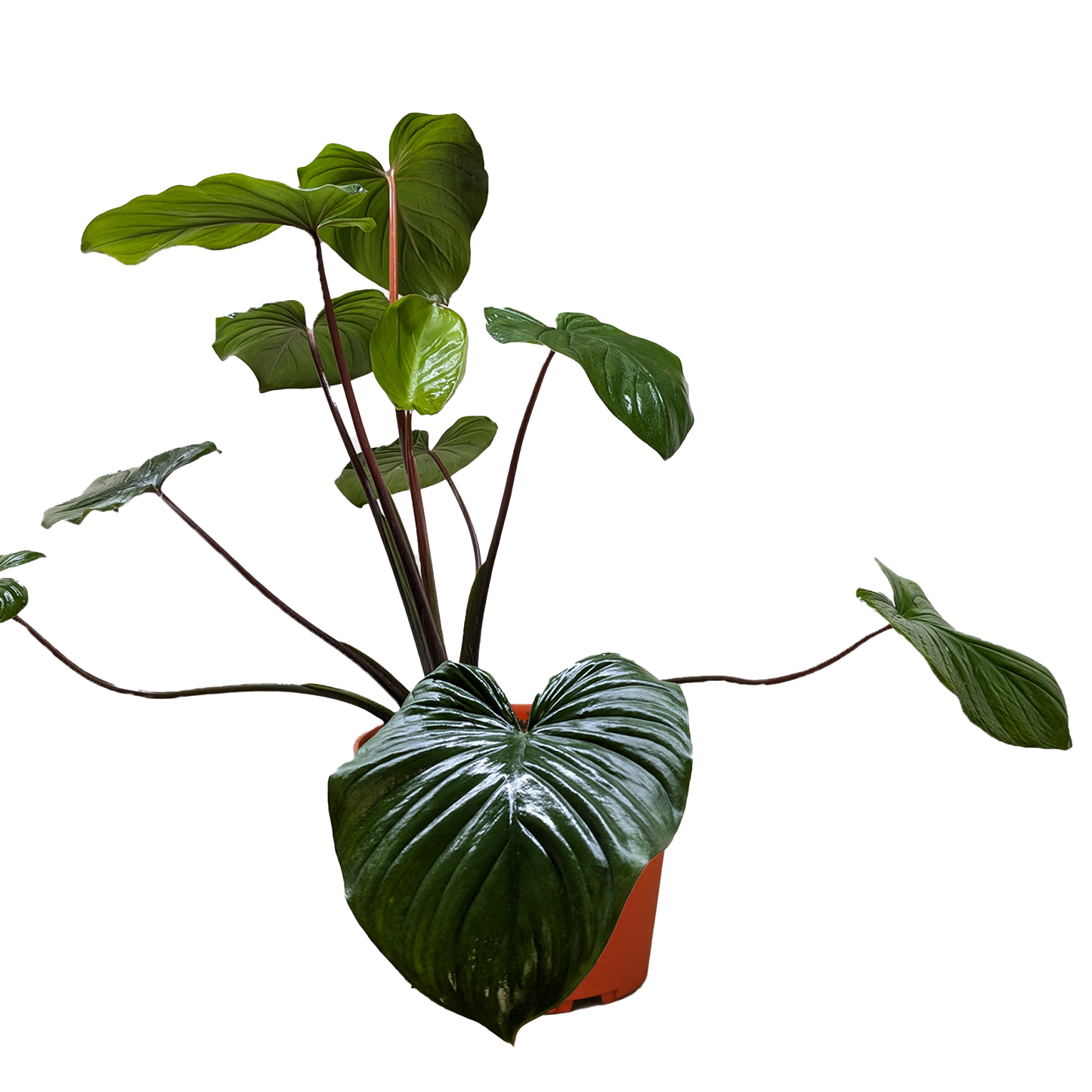 Emerald Gem Plant