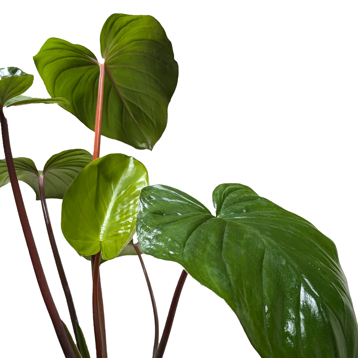 Emerald Gem Plant