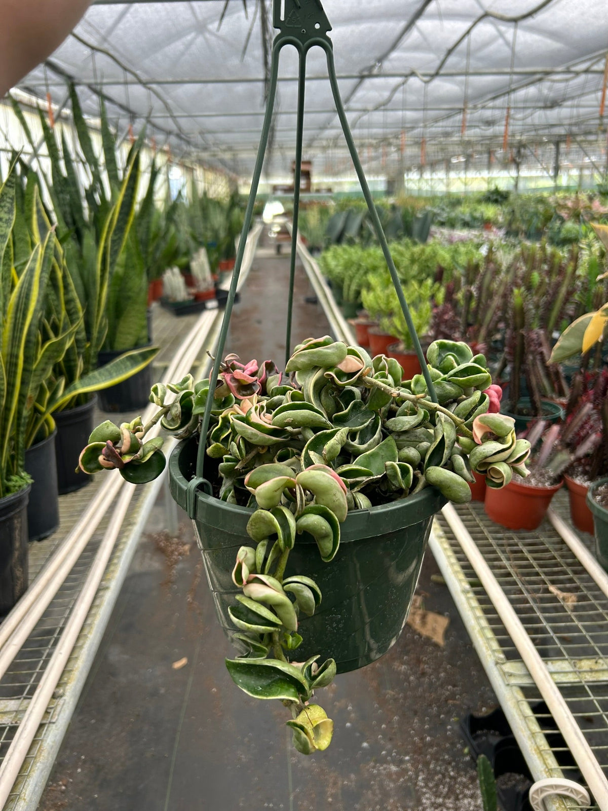 Variegated rope plant