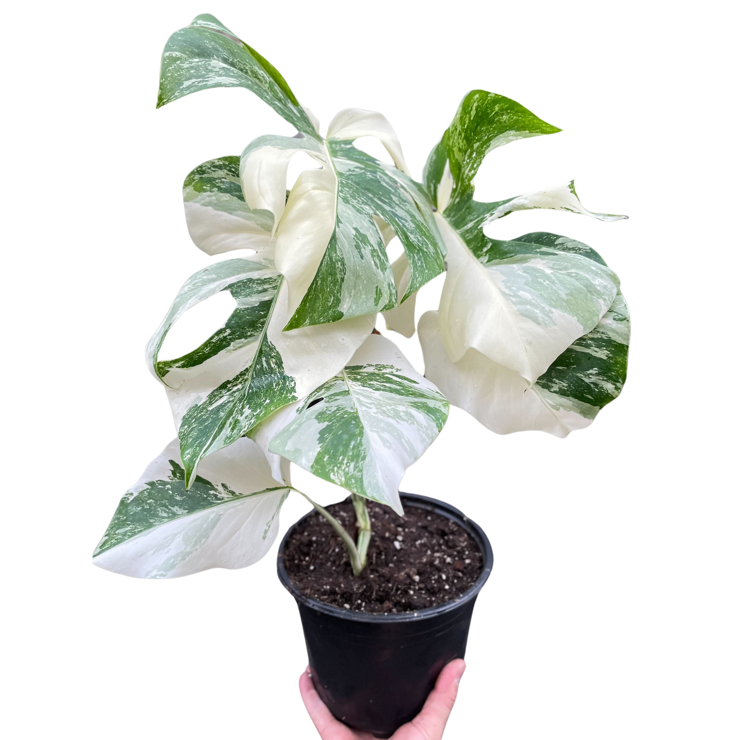 Monstera 'Albo-variegata'