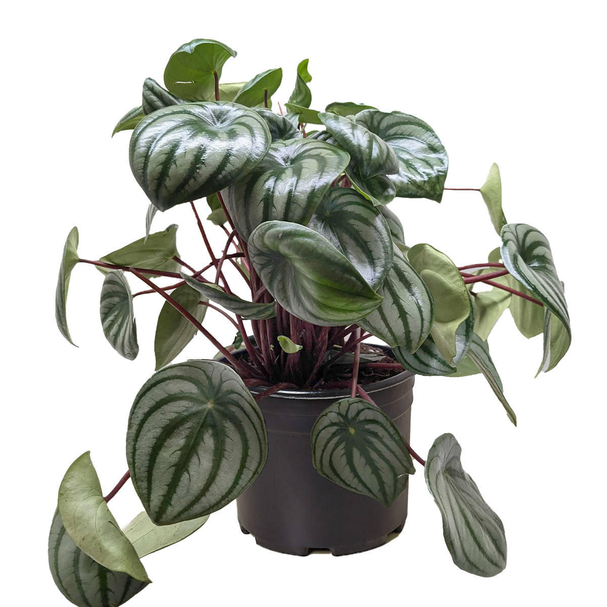 Watermelon Peperomia