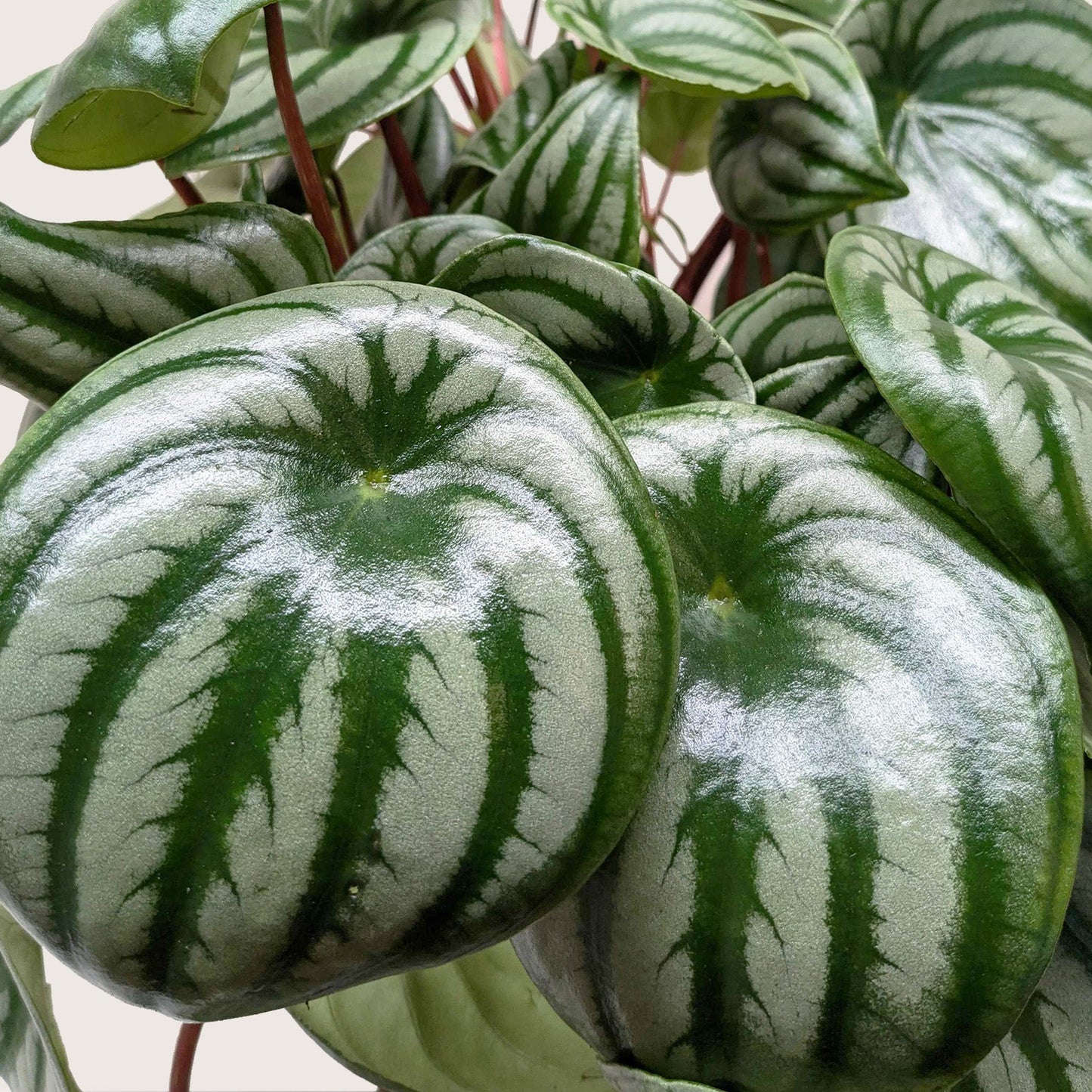 Watermelon Peperomia