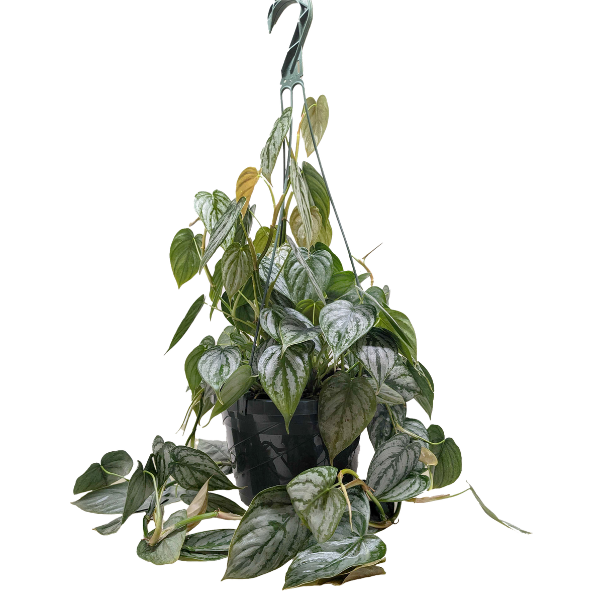 Philodendron brandtianum