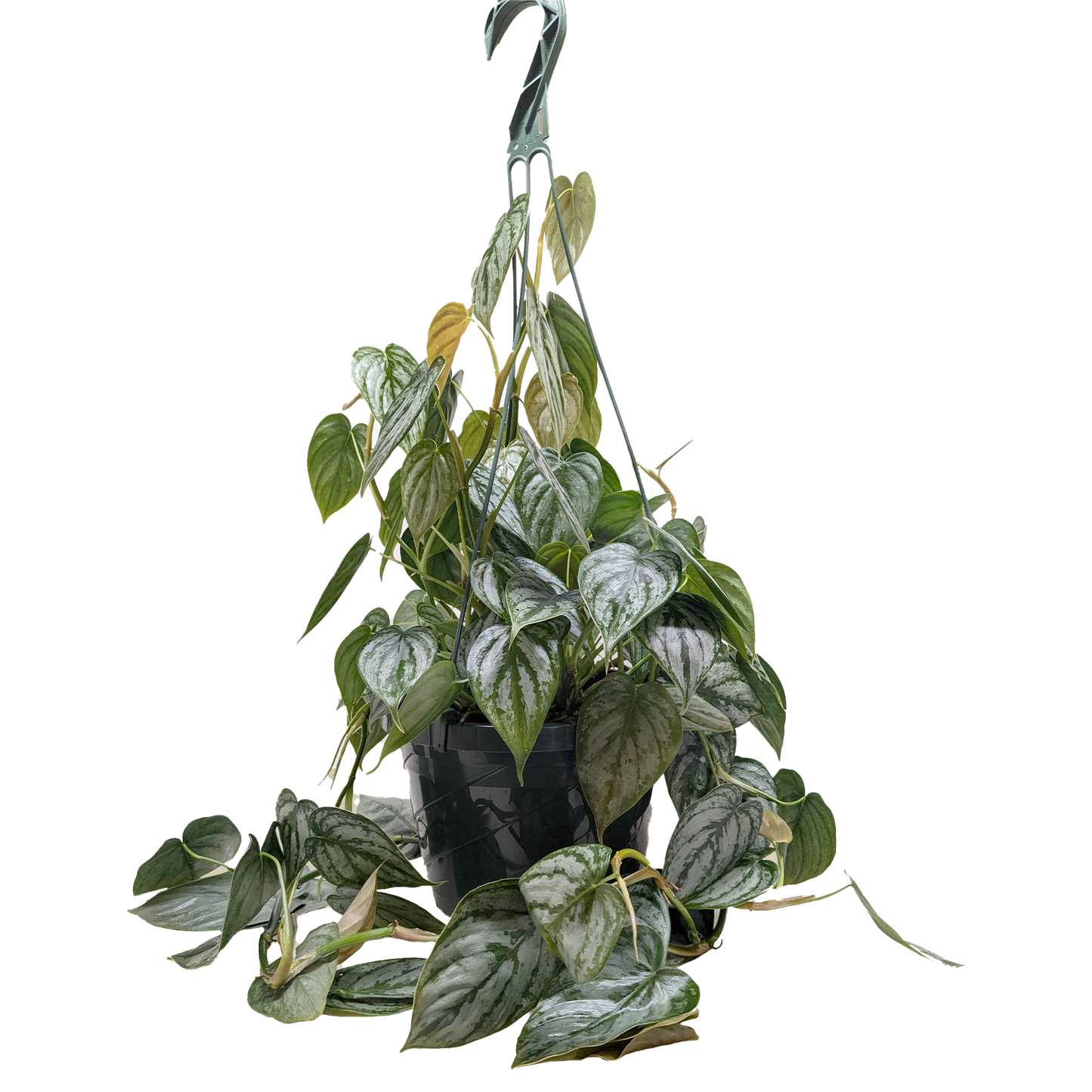 Philodendron brandtianum
