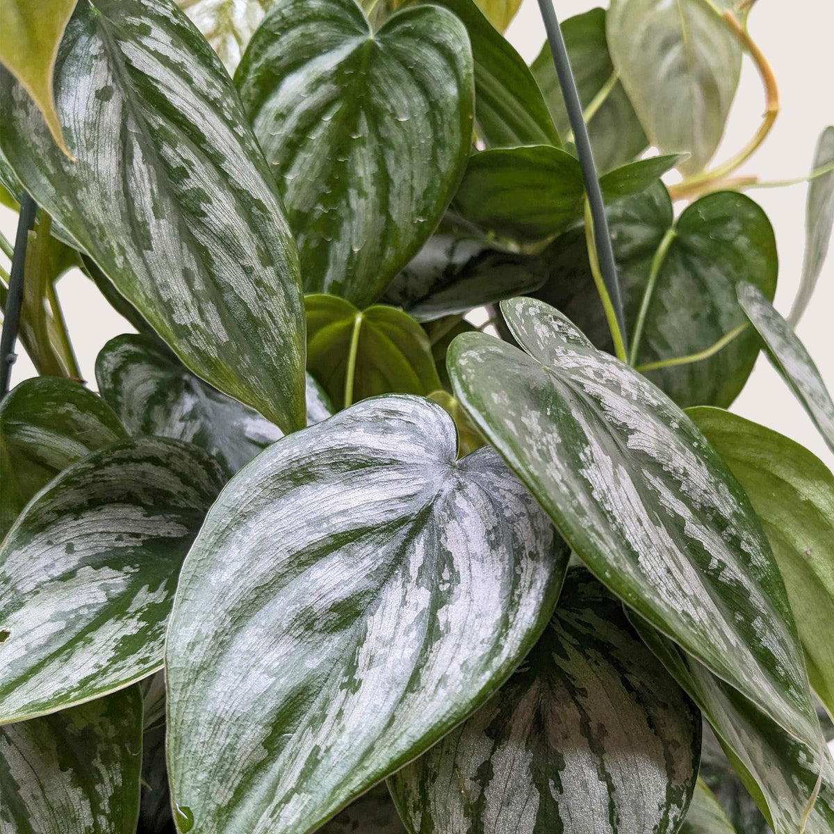 Philodendron brandtianum