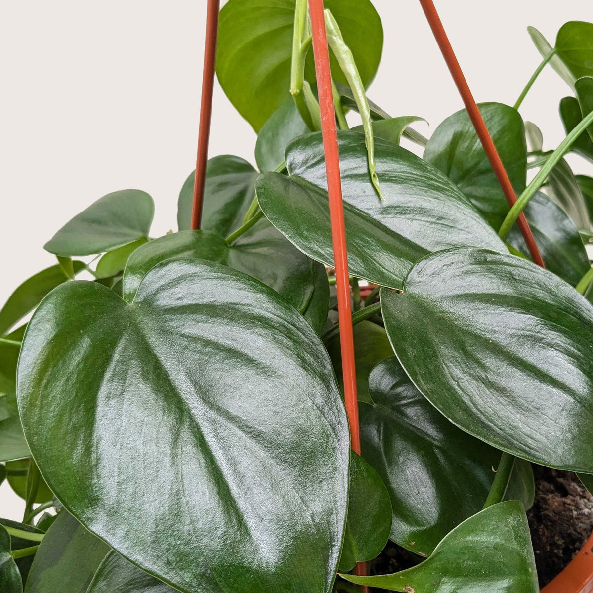 Heart Leaf Philodendron