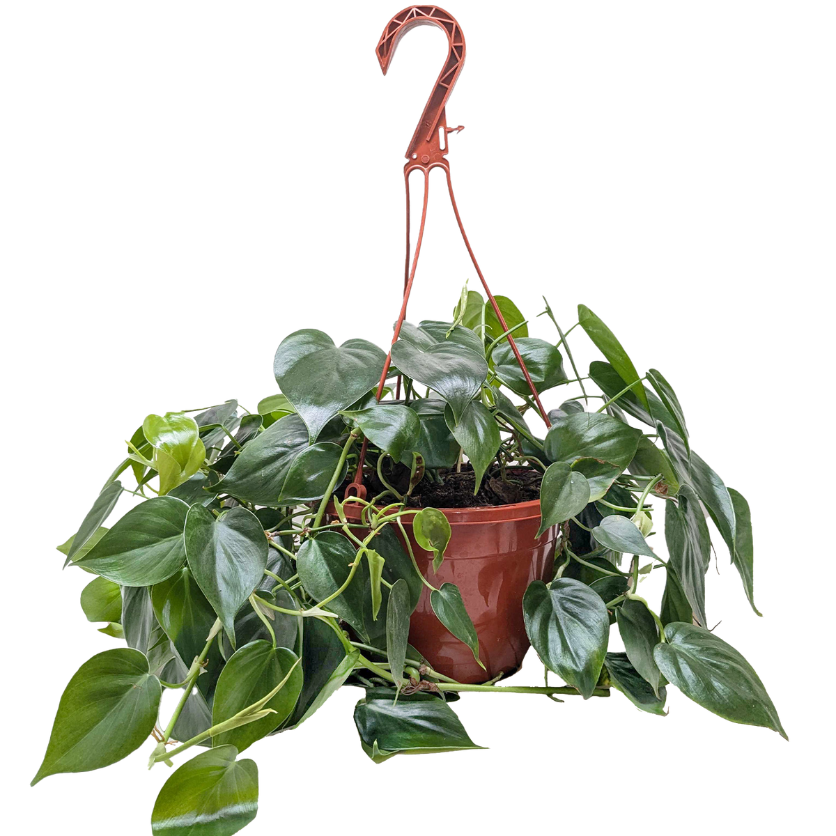 Heart Leaf Philodendron