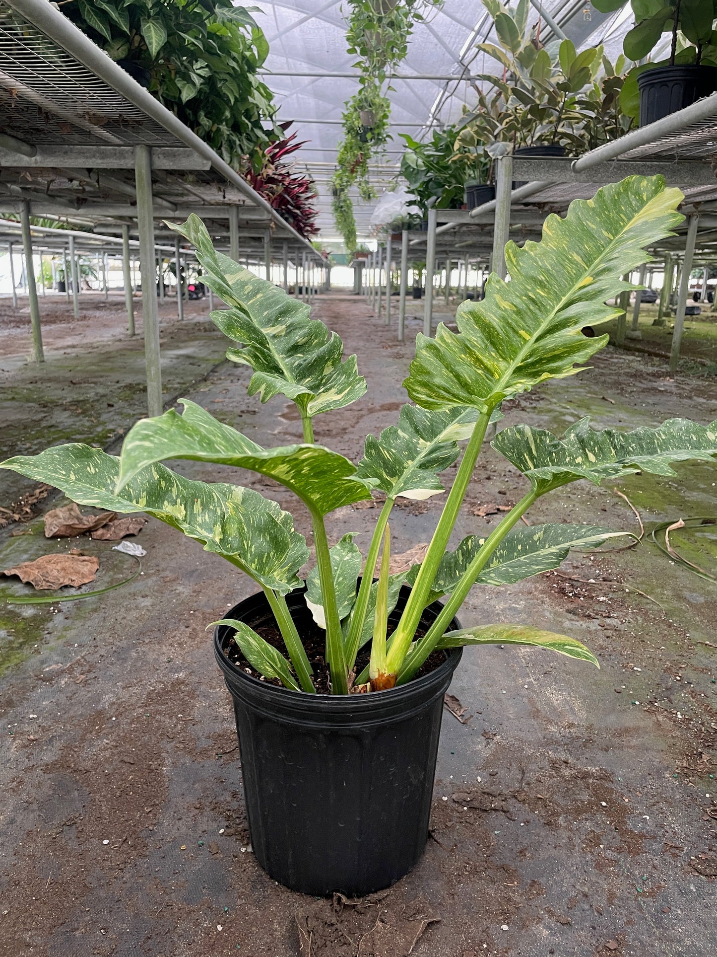 Philodendron 'Ring of Fire'
