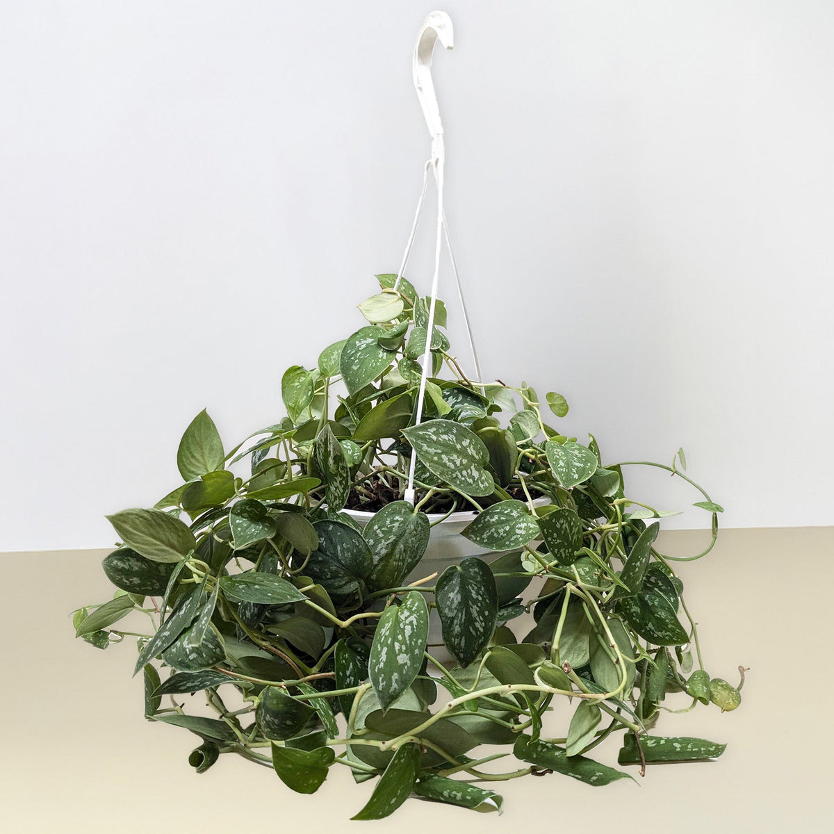 Satin Pothos 'Argyraeus'