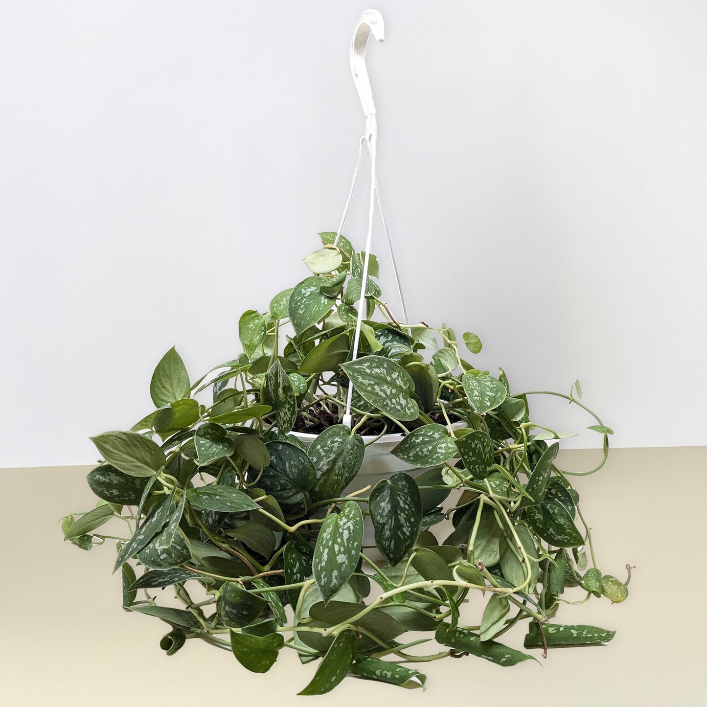 Satin Pothos 'Argyraeus'