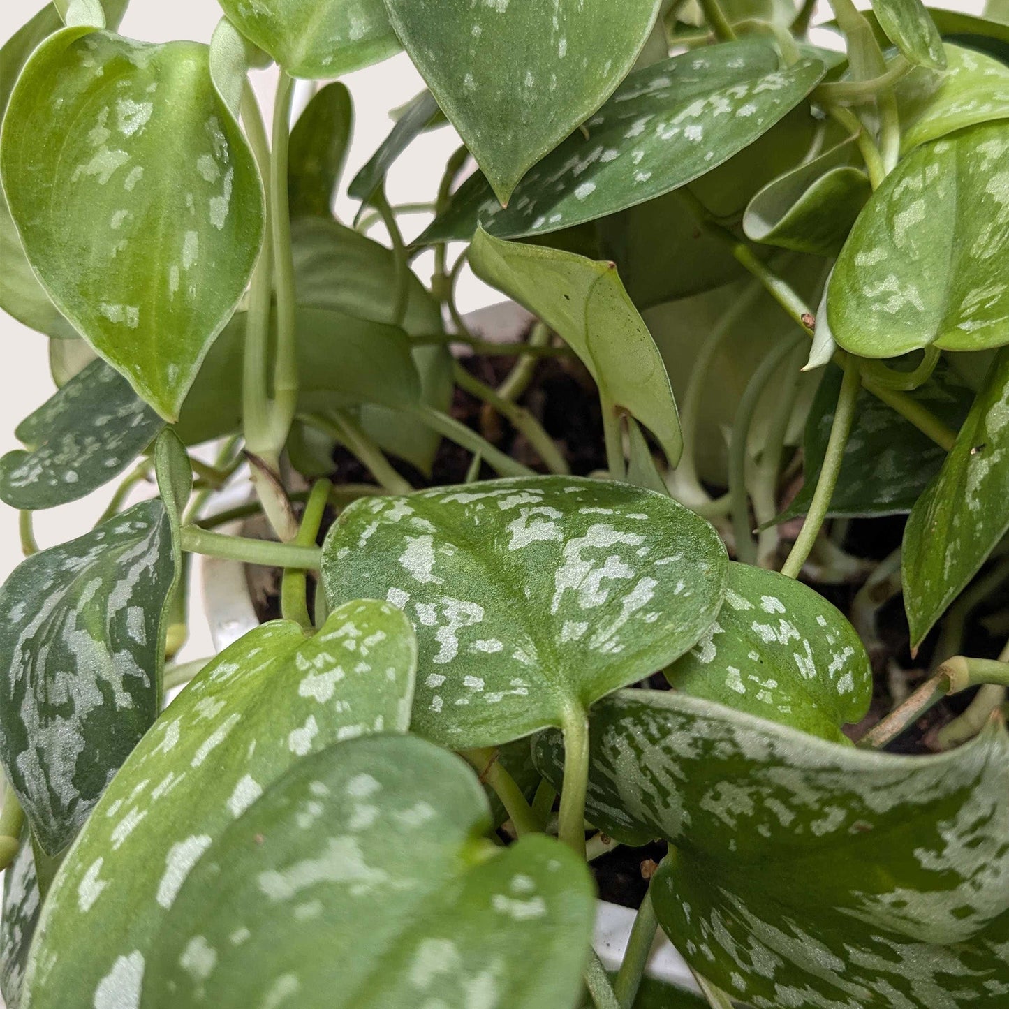 Satin Pothos 'Argyraeus'