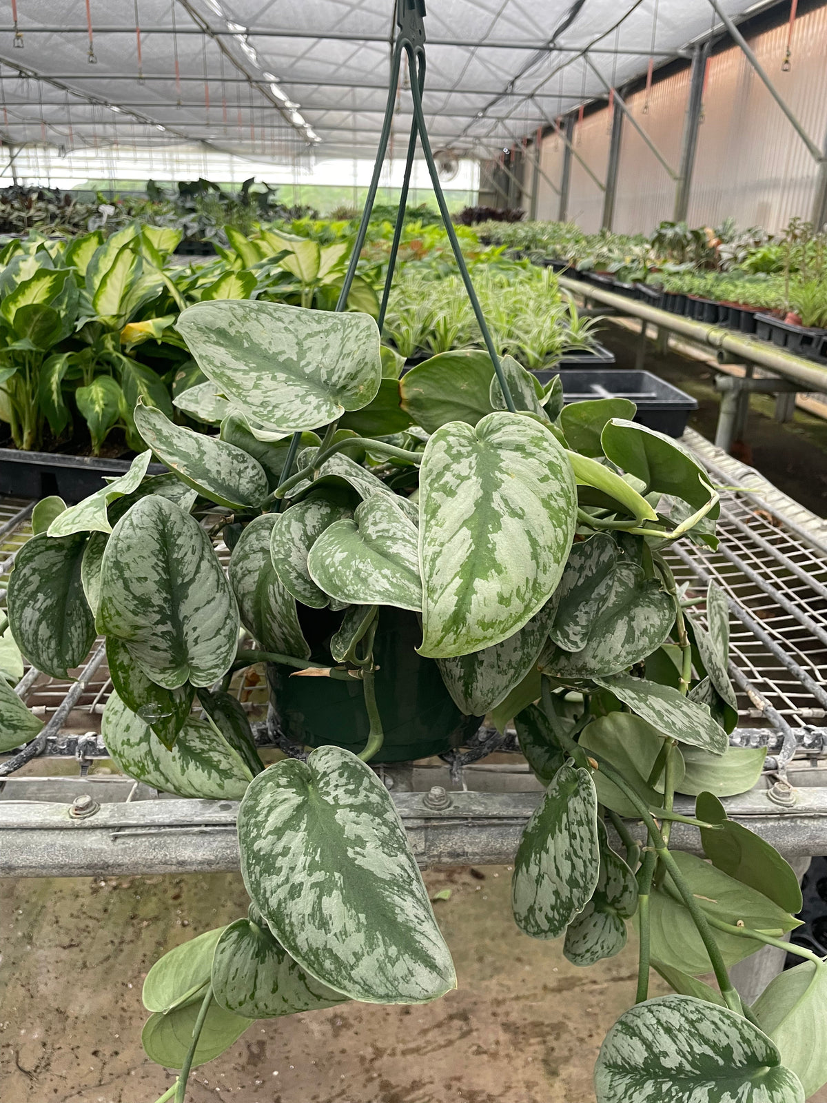 Pothos 'Exotica'