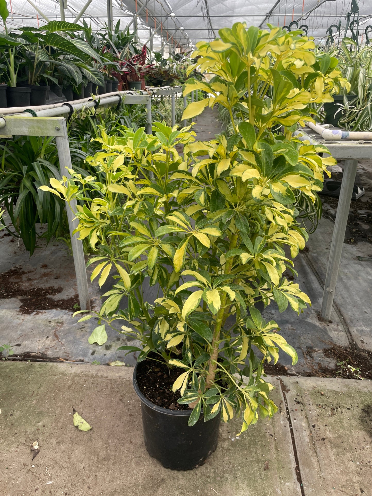 Umbrella tree 'Variegata'