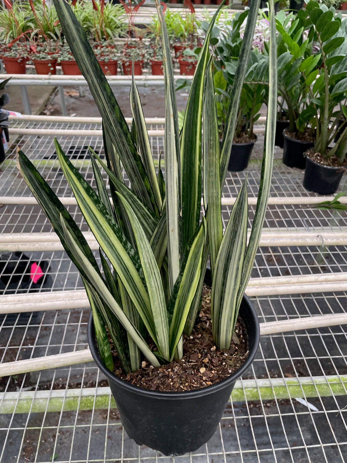 Snake plant 'Bantel's Sensation'