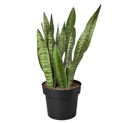 Snake Plant