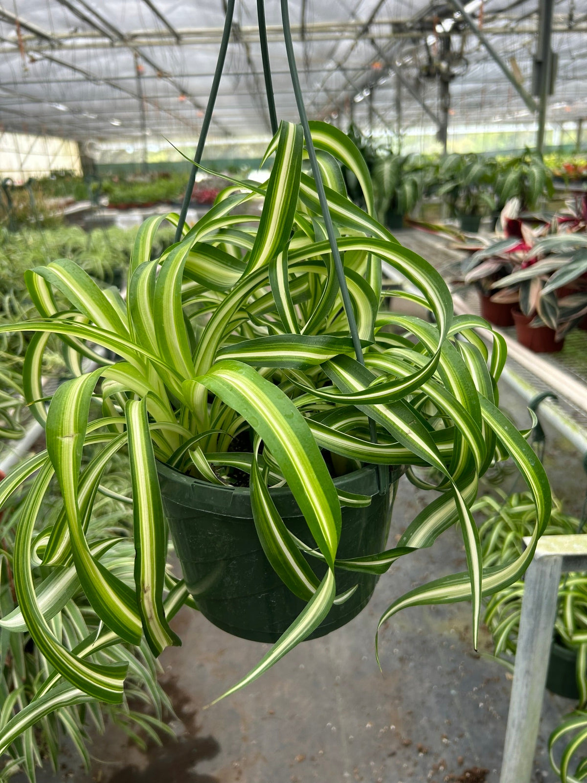 curly leaf spider plant Spider Plant 'Bonnie' – Planta