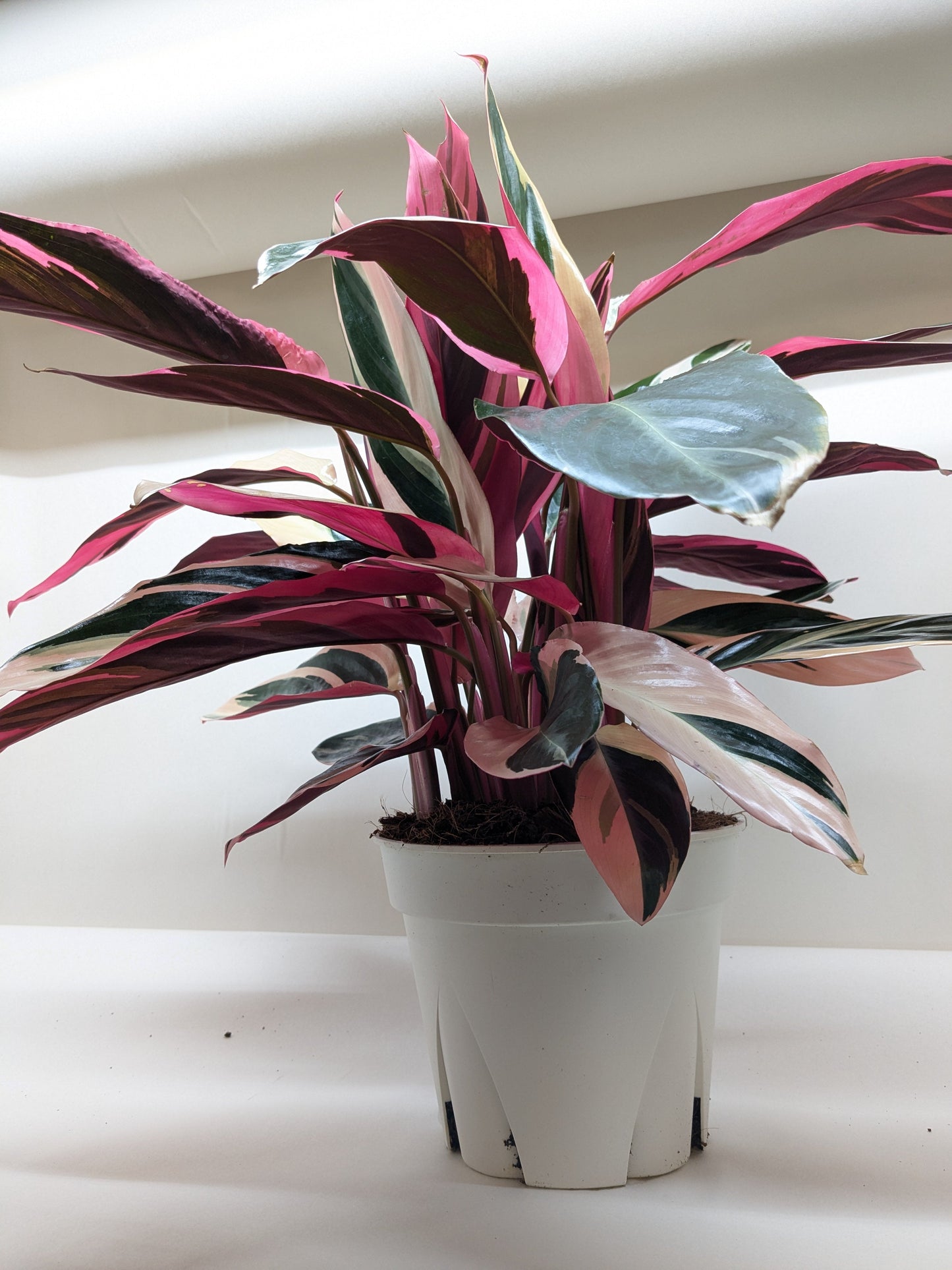 Stromanthe 'Triostar'