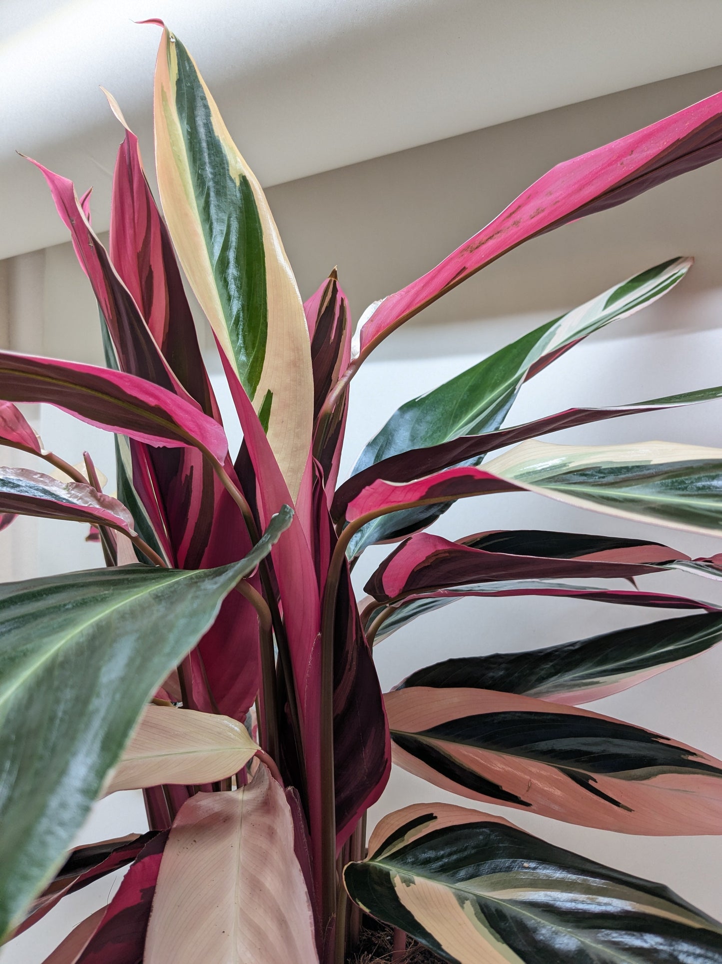 Stromanthe 'Triostar'