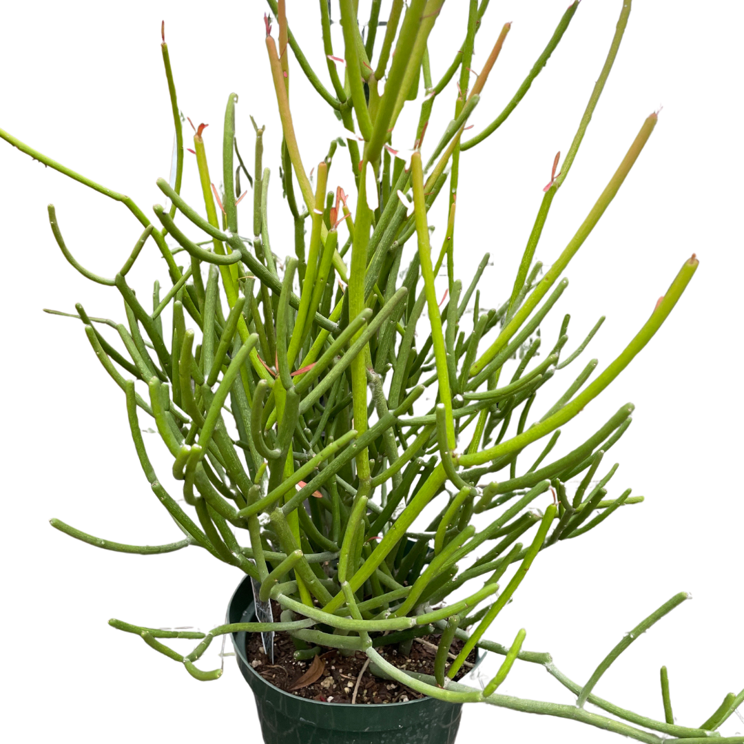 Pencil Cactus