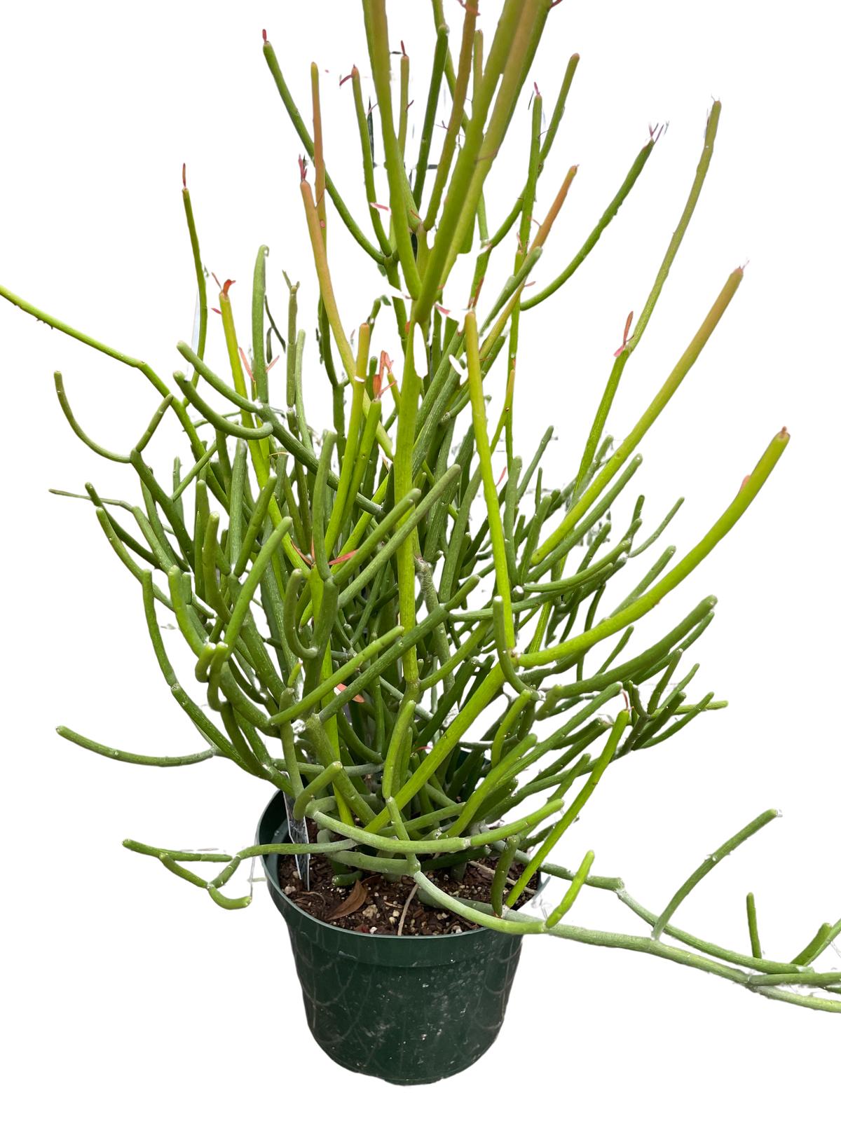 Pencil Cactus