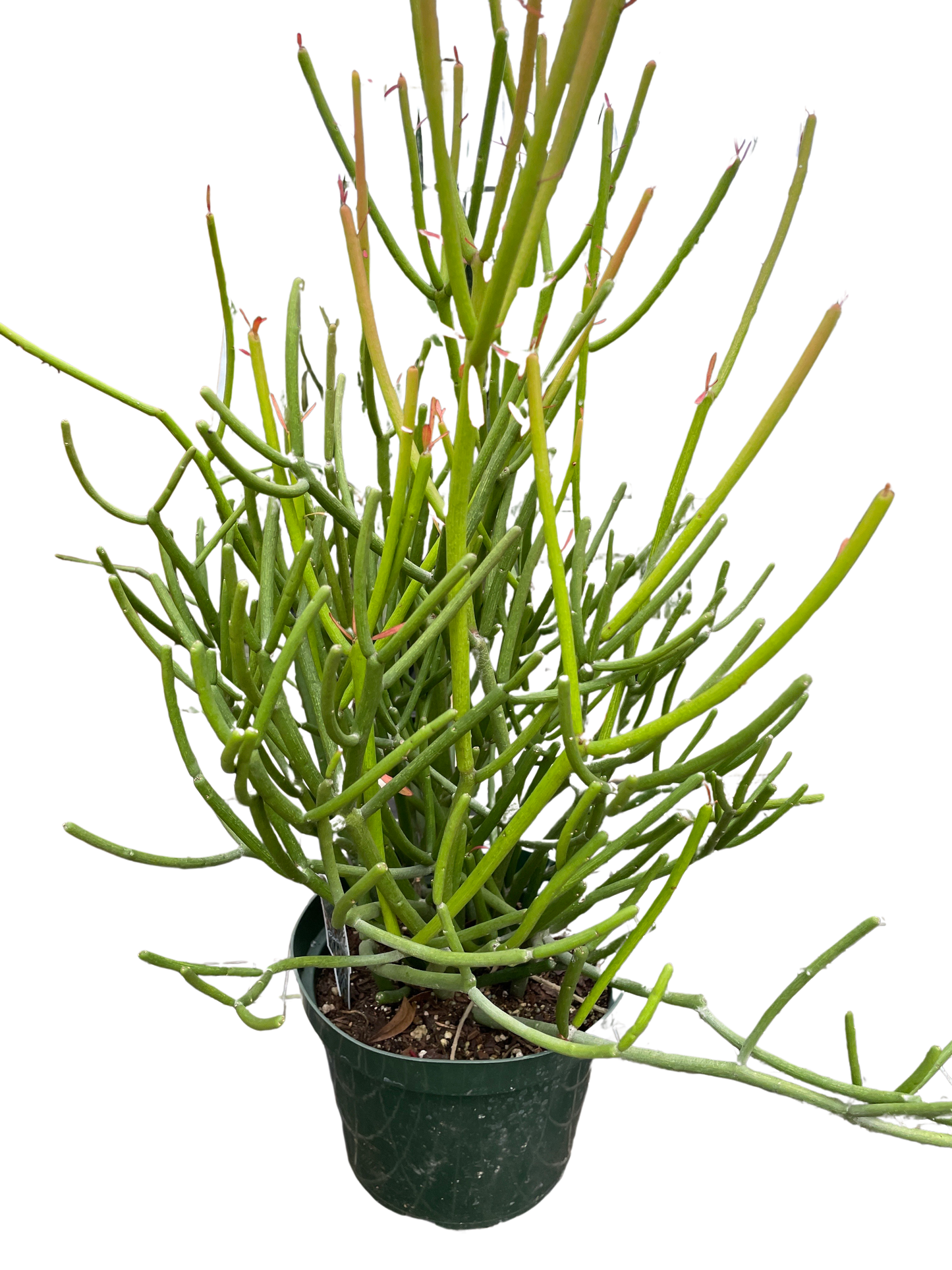 Pencil Cactus