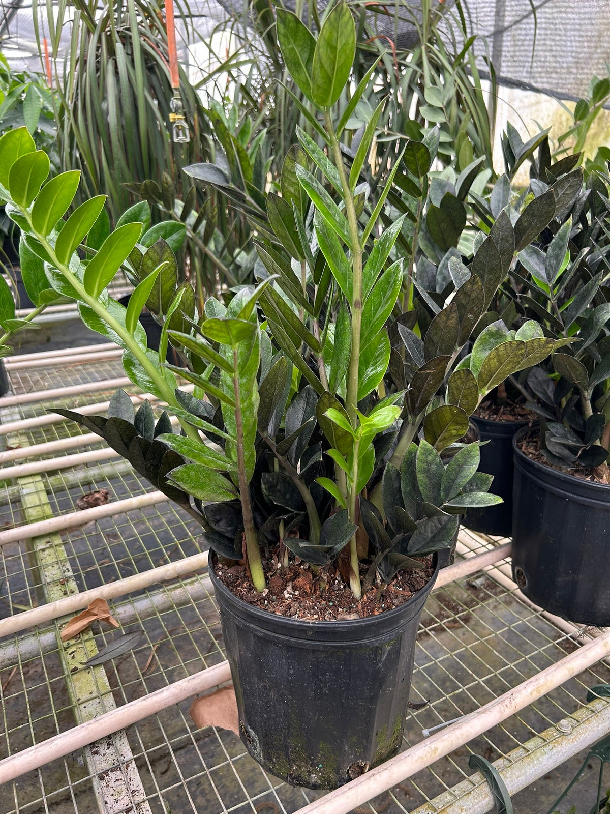 Zz plant 'Dowon'