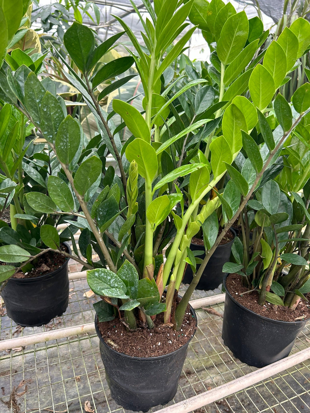 Zz Plant