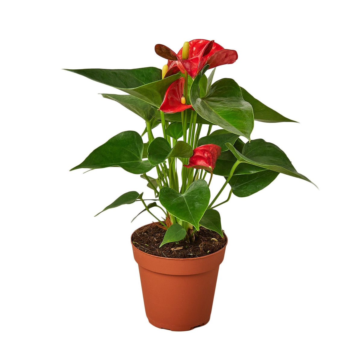 Flamingo Lily Red