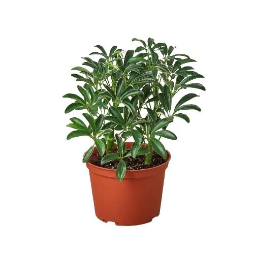 Umbrella Tree 'Moondrop'