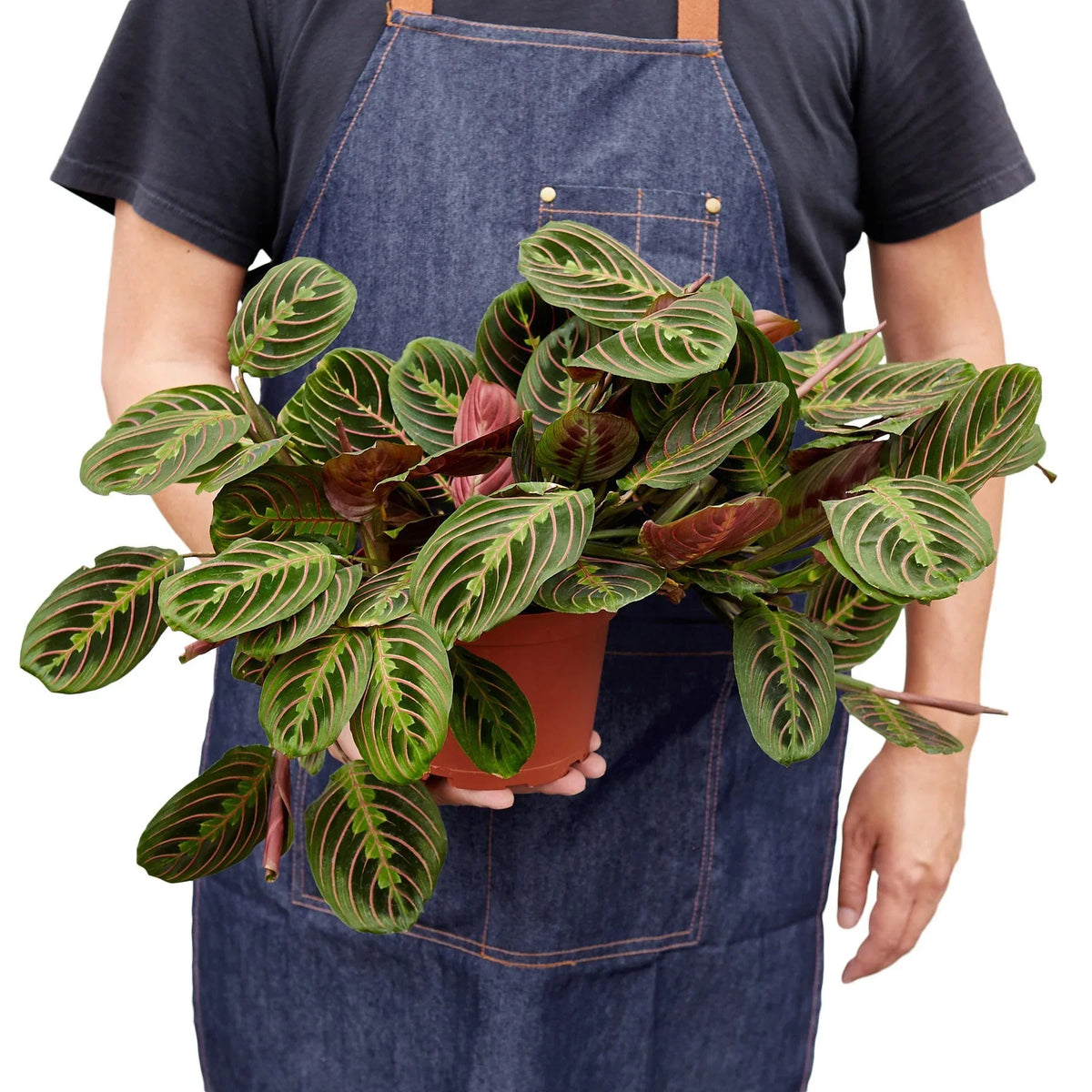 Prayer Plant 'Erythroneura'