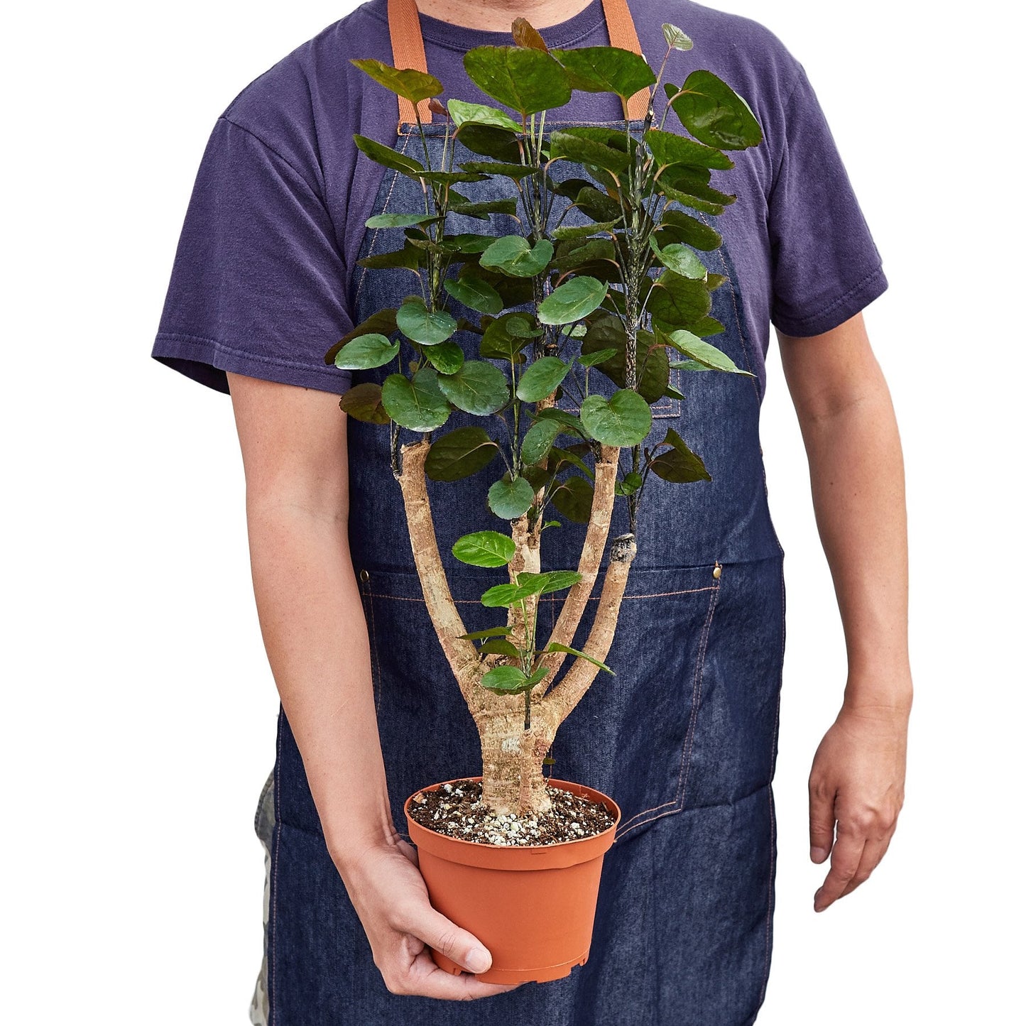 Aralia Fabian