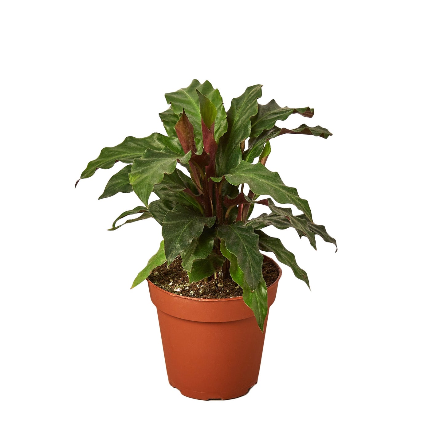 Velvet Calathea
