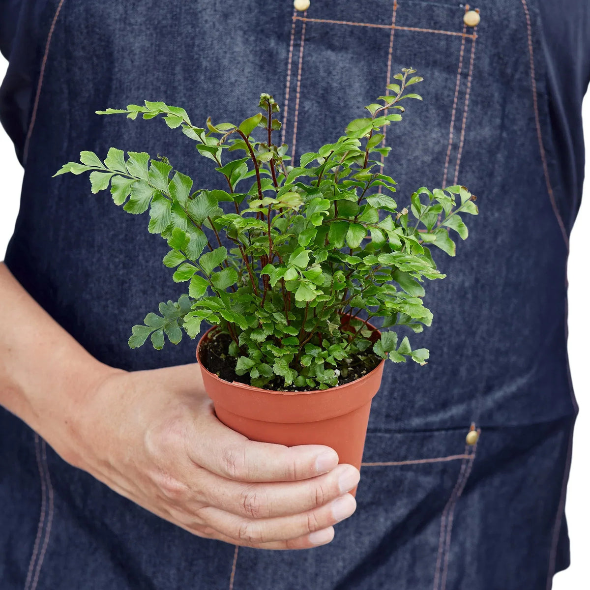 Tree Maidenhair Fern