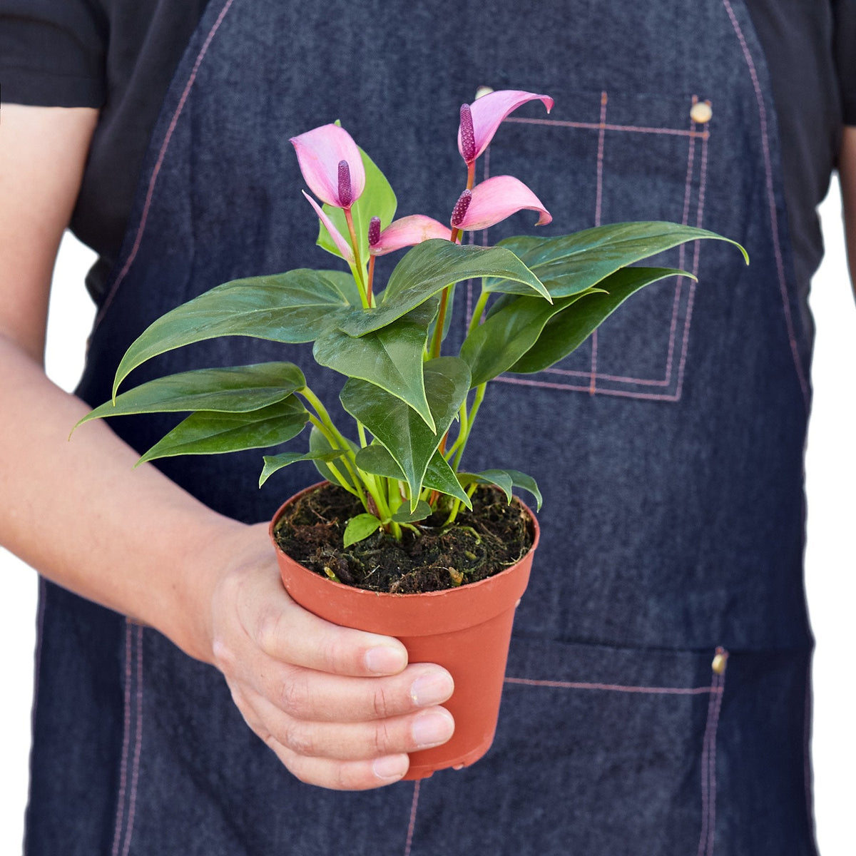 Flamingo Lily Purple