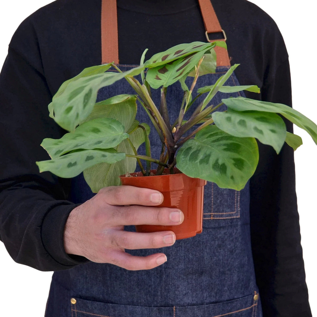 Prayer plant
