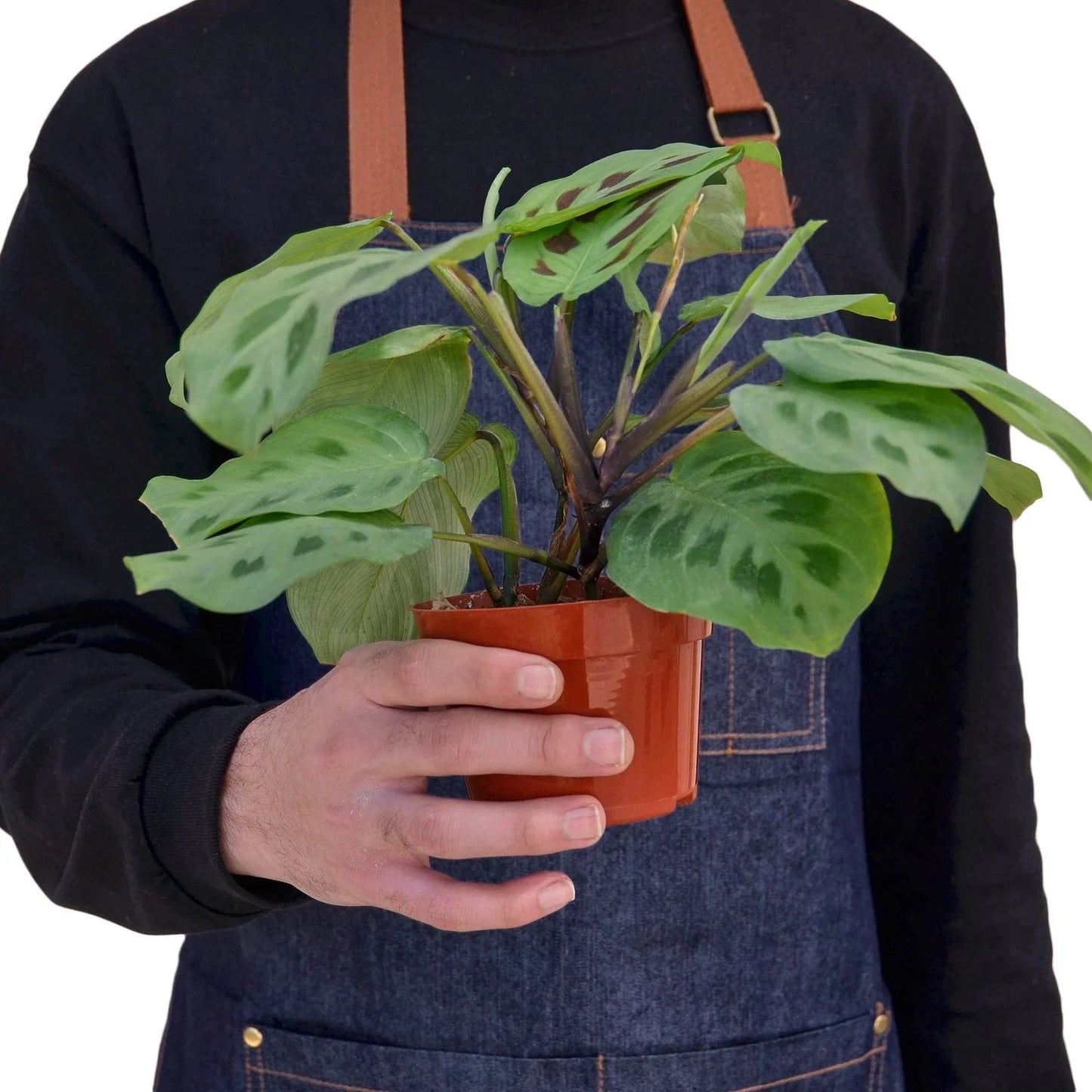 Prayer plant
