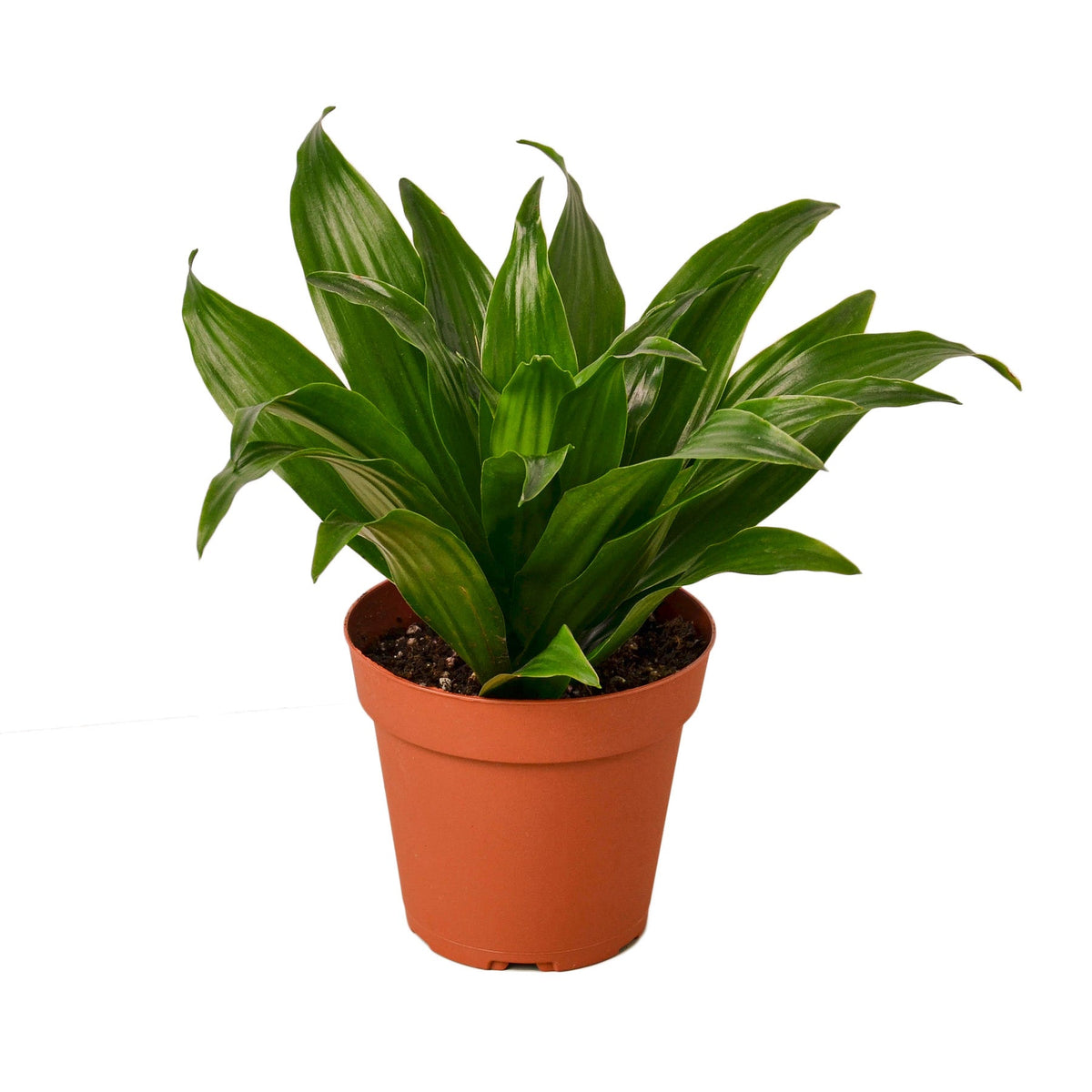 Compact Corn Plant