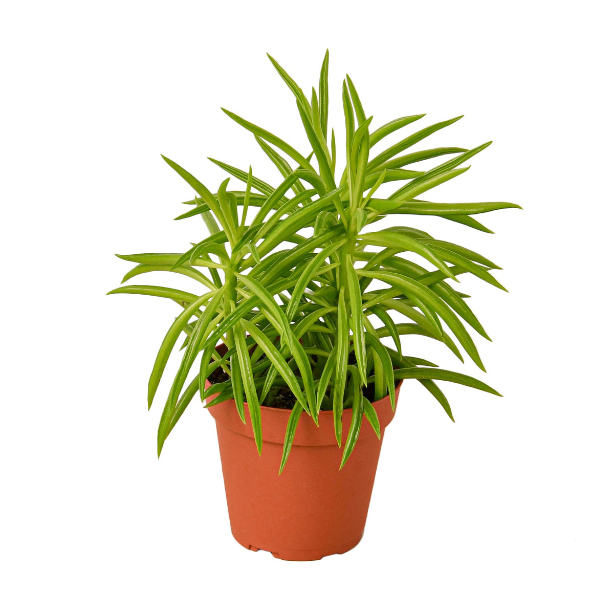 Pincushion Peperomia