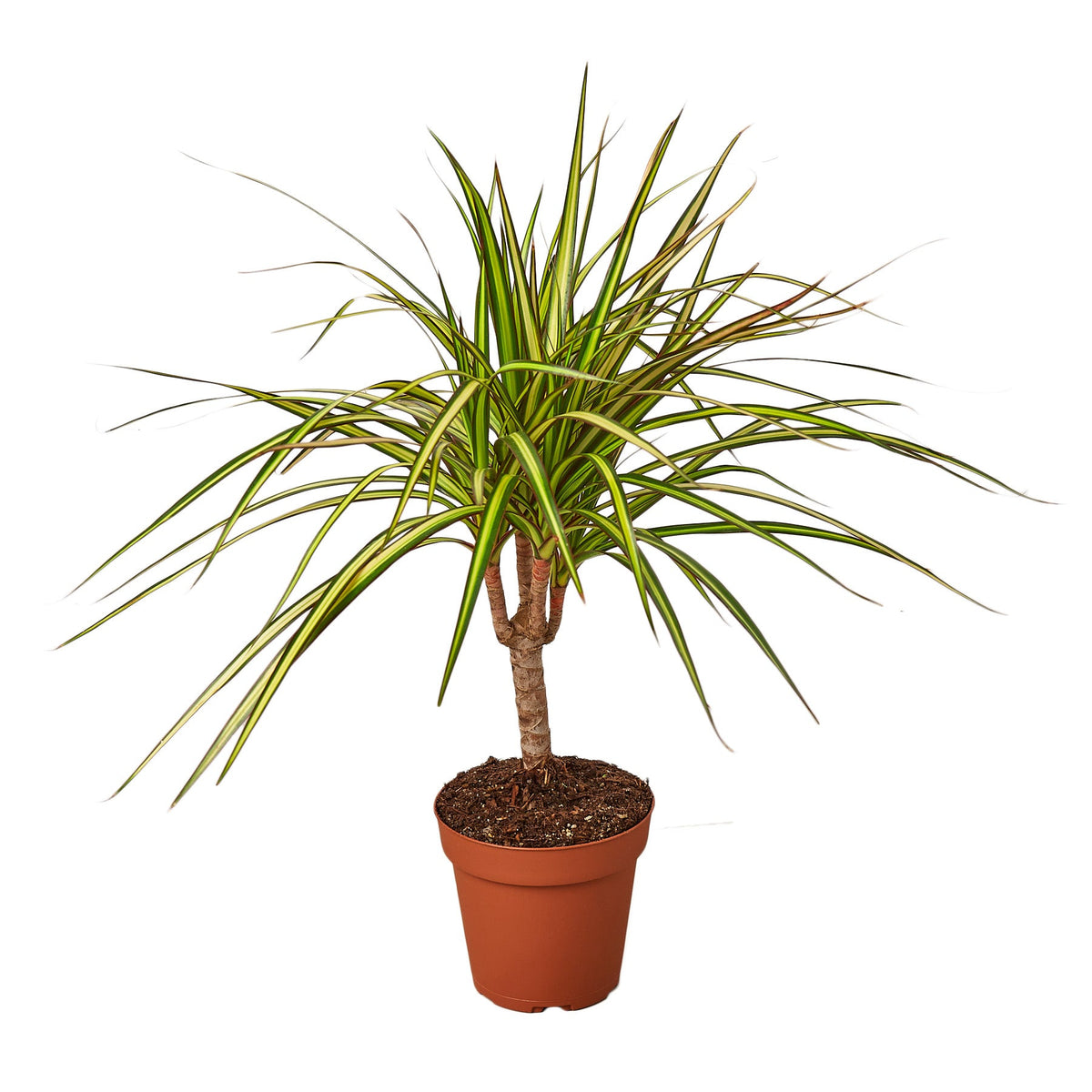 Dragon tree 'Sunray'