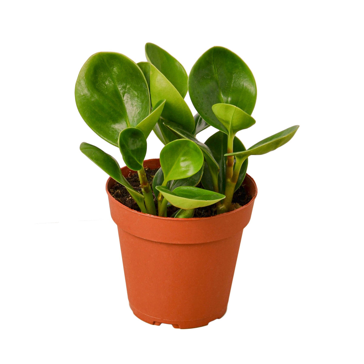 Peperomia 'Thailand